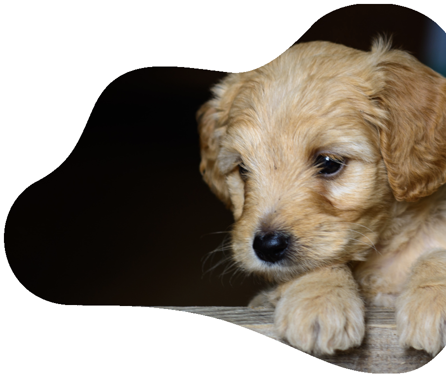 #1 Puppy Socialization Classes in Seaview, West Seattle | Seattle ...