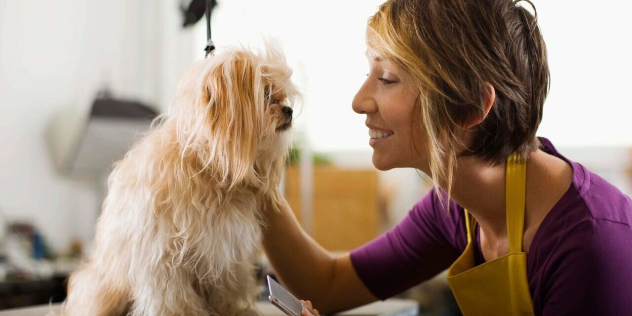 Introducing Our New Grooming Services: Pampering Your Pooch to Pawfection!