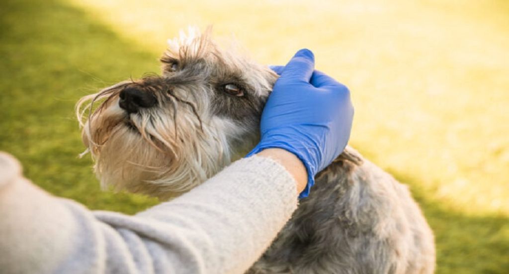 Dog receiving gentle grooming attention with a gloved hand in a sunny outdoor setting, emphasizing dog care and comfort.