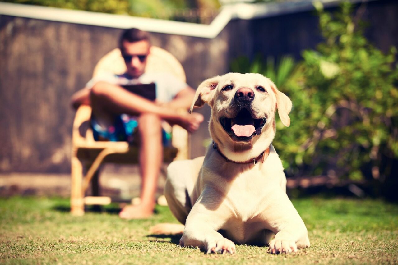 Dog respiratory illness